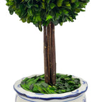 Boxwood Ball Topiary Tree in Round Blue & White Ceramic Pot