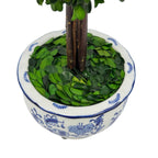 Boxwood Ball Topiary Tree in Round Blue & White Ceramic Pot