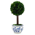 Boxwood Ball Topiary Tree in Round Blue & White Ceramic Pot
