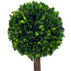 Boxwood Ball Topiary Tree in Round Blue & White Ceramic Pot
